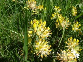 anthyllis vulneraria